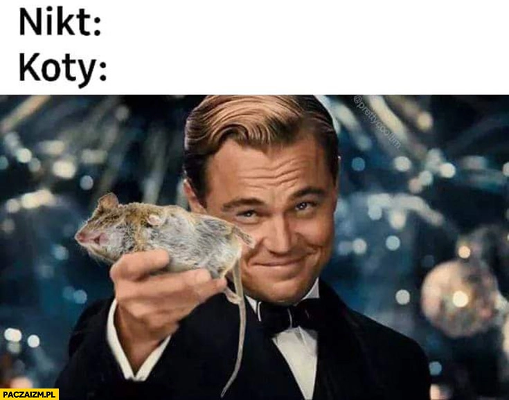 Koty przynoszą zdechłe myszy Leonardo DiCaprio Wilk z Wallstreet przeróbka