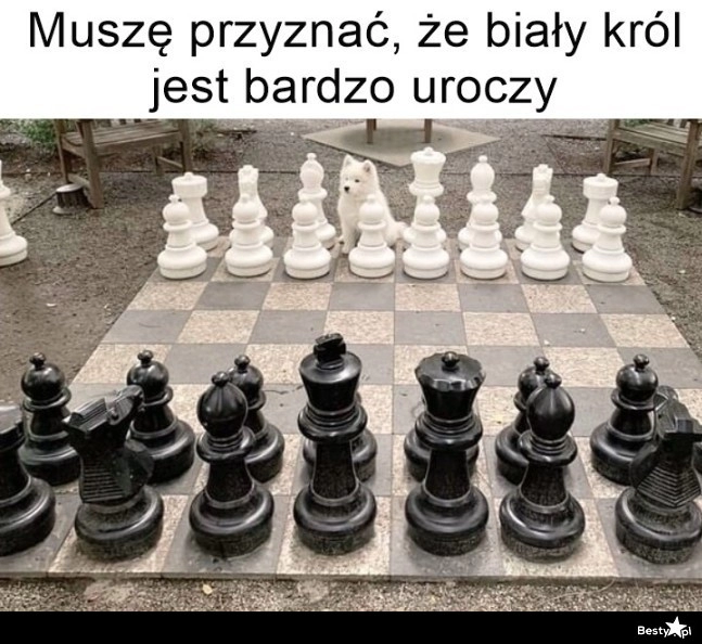 
    Biały król 