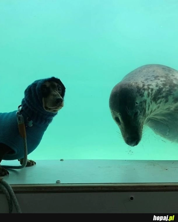 
    Przyjaźń od pierwszego ujęcia