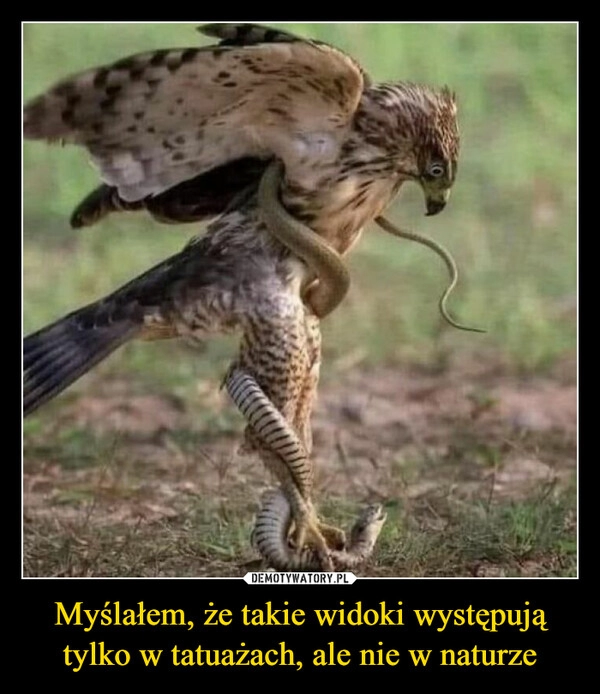 
    Myślałem, że takie widoki występują tylko w tatuażach, ale nie w naturze