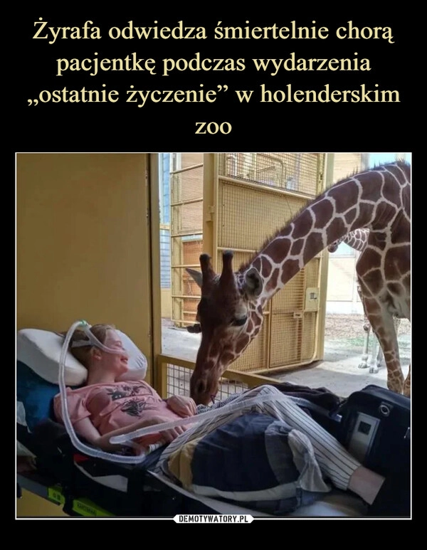 
    Żyrafa odwiedza śmiertelnie chorą pacjentkę podczas wydarzenia „ostatnie życzenie” w holenderskim zoo