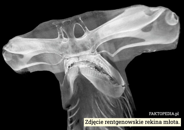 
    Zdjęcie rentgenowskie rekina młota.