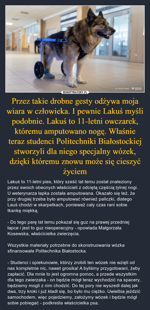 
    Przez takie drobne gesty odżywa moja wiara w człowieka. I pewnie Lakuś myśli podobnie. Lakuś to 11-letni owczarek, któremu amputowano nogę. Właśnie teraz studenci Politechniki Białostockiej stworzyli dla niego specjalny wózek, dzięki któremu znowu może się cieszyć życiem