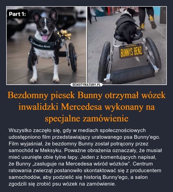 
    Bezdomny piesek Bunny otrzymał wózek inwalidzki Mercedesa wykonany na specjalne zamówienie