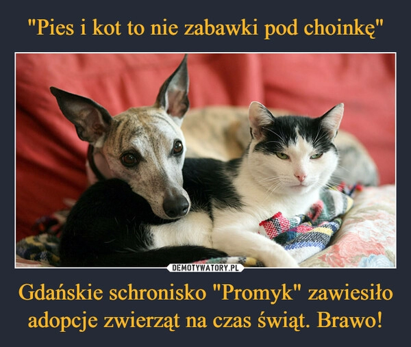 
    
"Pies i kot to nie zabawki pod choinkę" Gdańskie schronisko "Promyk" zawiesiło adopcje zwierząt na czas świąt. Brawo! 