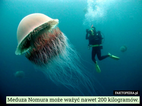 
    Meduza Nomura może ważyć nawet 200 kilogramów.