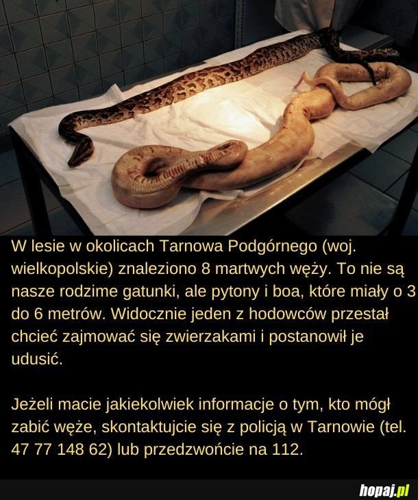 
    Znudziły się, to ktoś postanowił je zabić.