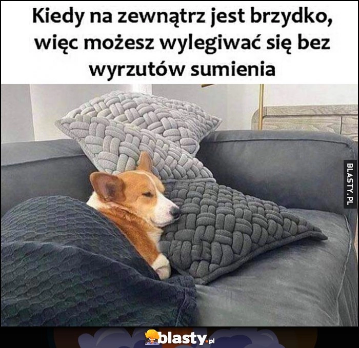 
    Kiedy na zewnątrz jest brzydko, więc możesz wylegiwać się bez wyrzutów sumienia pies śpi