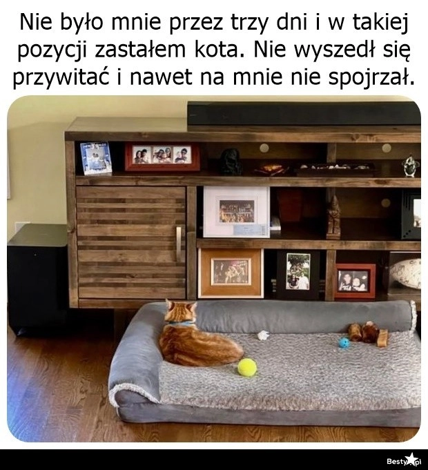 
    Obrażona kicia 