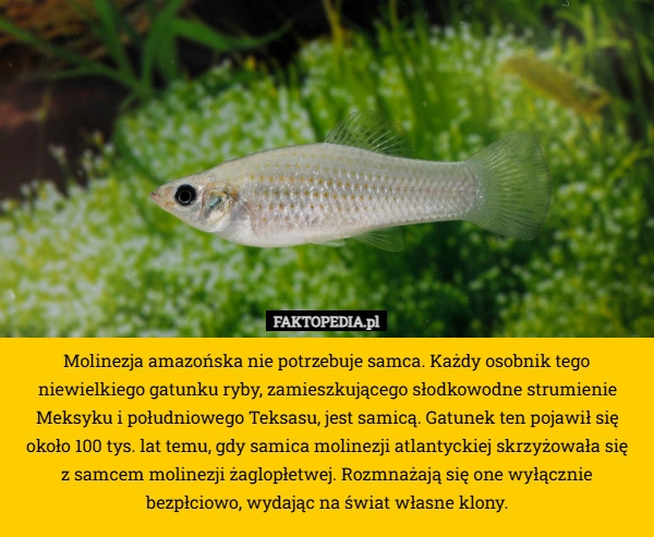 
    Molinezja amazońska nie potrzebuje samca. Każdy osobnik tego niewielkiego