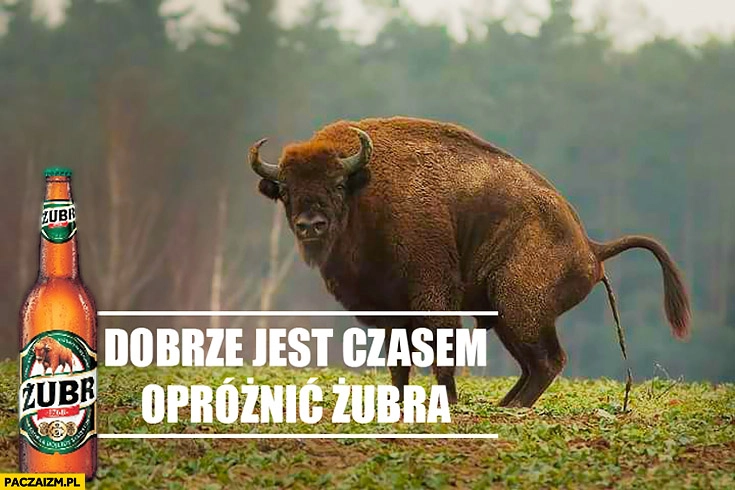 
    Dobrze jest czasem opróżnić Żubra załatwia się sra w lesie