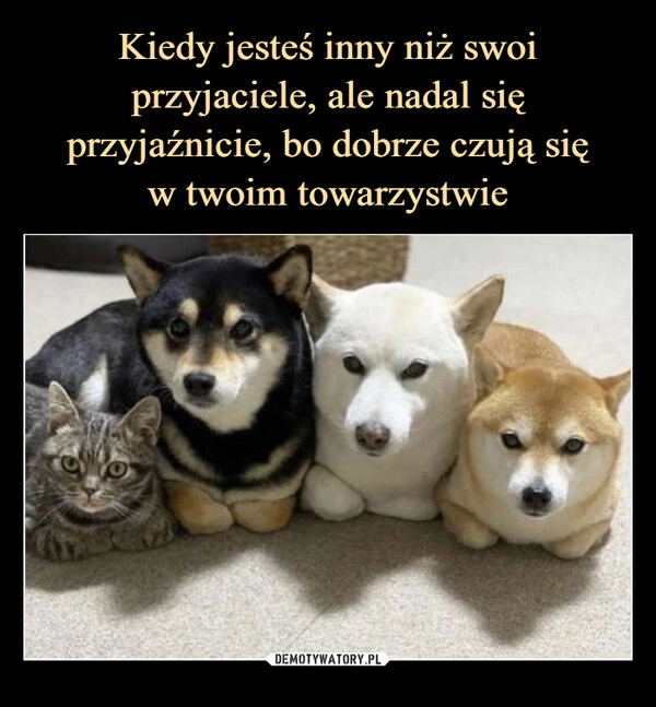 
    
Kiedy jesteś inny niż swoi przyjaciele, ale nadal się przyjaźnicie, bo dobrze czują się
w twoim towarzystwie 