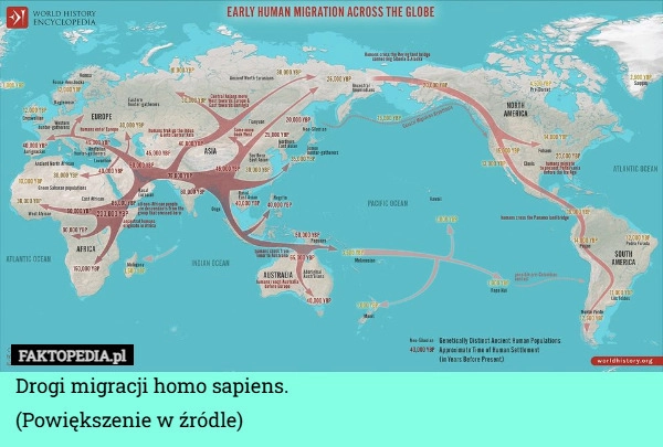 
    Drogi migracji homo sapiens.
(Powiększenie w źródle)