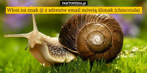 
    Włosi na znak @ z adresów email mówią ślimak (chiocciola).