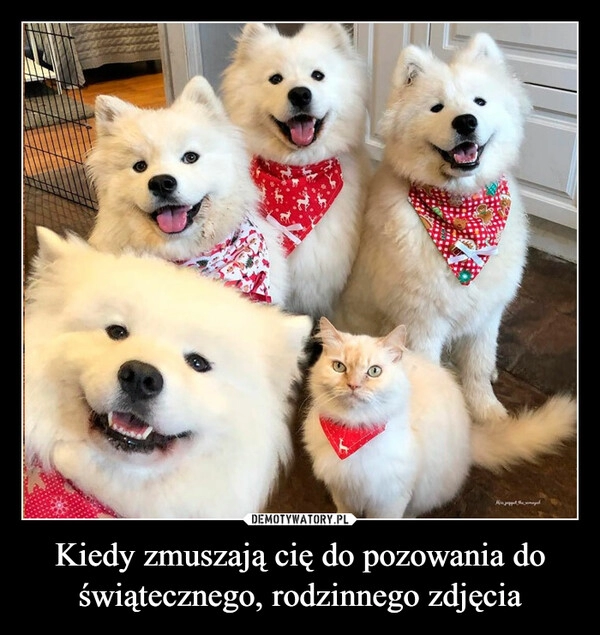 
    Kiedy zmuszają cię do pozowania do świątecznego, rodzinnego zdjęcia