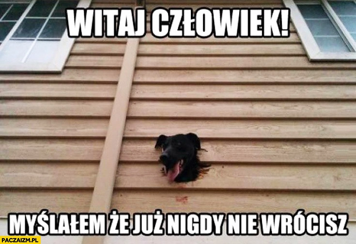 
    Witaj człowiek myślałem że już nigdy nie wrócisz głowa psa wystaje