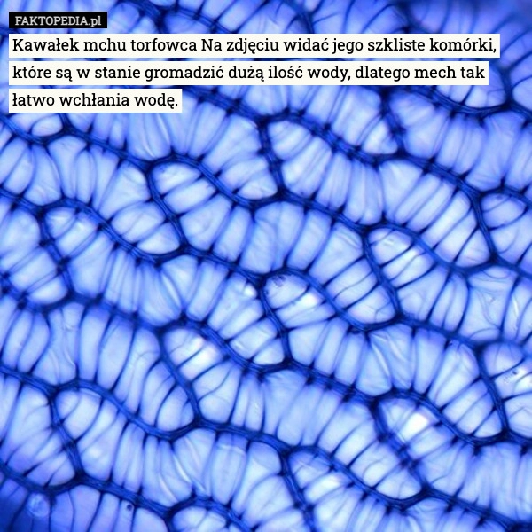 
    Kawałek mchu torfowca Na zdjęciu widać jego szkliste komórki, które są w