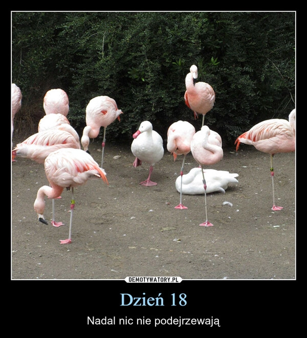 
    Dzień 18