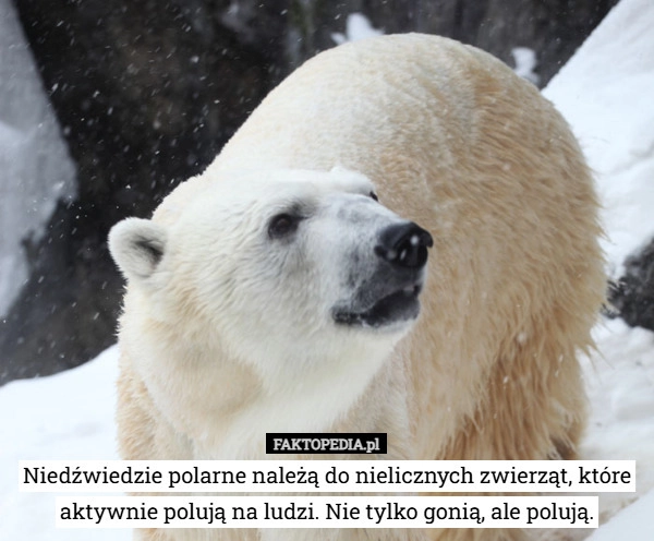 
    Niedźwiedzie polarne należą do nielicznych zwierząt, które aktywnie polują