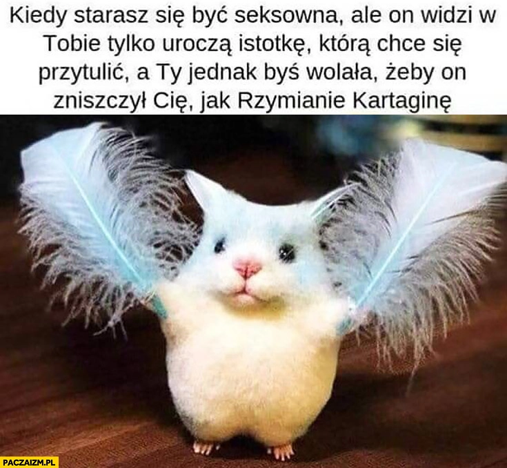 
    Kiedy starasz się być seksowną ale on widzi w Tobie tylko urocza istotkę którą chce się przytulić a Ty jednak byś wolała żeby zniszczył Cię jak Rzymianie Kartaginę