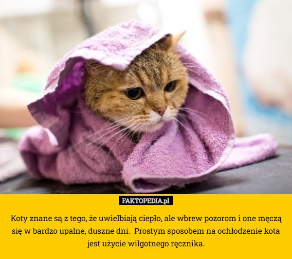 
    Koty znane są z tego, że uwielbiają ciepło, ale wbrew pozorom i one męczą