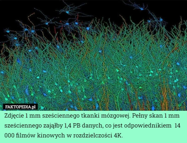 
    Zdjęcie 1 mm sześciennego tkanki mózgowej. Pełny skan 1 mm sześciennego