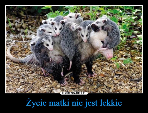 
    Życie matki nie jest lekkie