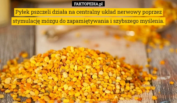 
    Pyłek pszczeli działa na centralny układ nerwowy poprzez stymulację mózgu