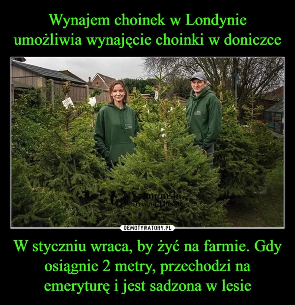 
    Wynajem choinek w Londynie umożliwia wynajęcie choinki w doniczce W styczniu wraca, by żyć na farmie. Gdy osiągnie 2 metry, przechodzi na emeryturę i jest sadzona w lesie