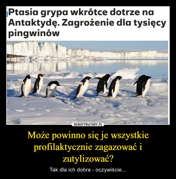 
    Może powinno się je wszystkie profilaktycznie zagazować i zutylizować?