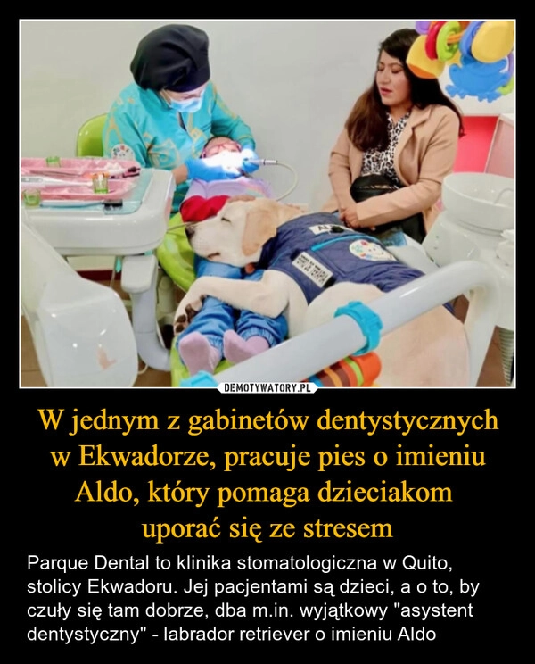 
    W jednym z gabinetów dentystycznych w Ekwadorze, pracuje pies o imieniu Aldo, który pomaga dzieciakom 
uporać się ze stresem