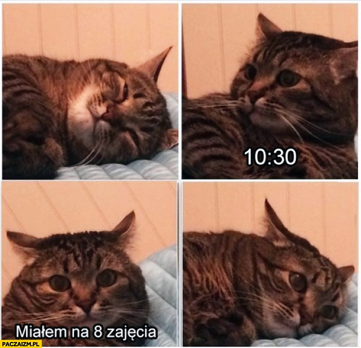 
    Kot miałem na 8 zajęcia