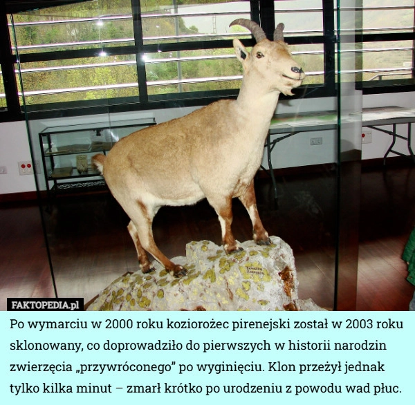 
    Po wymarciu w 2000 roku koziorożec pirenejski został w 2003 roku sklonowany...