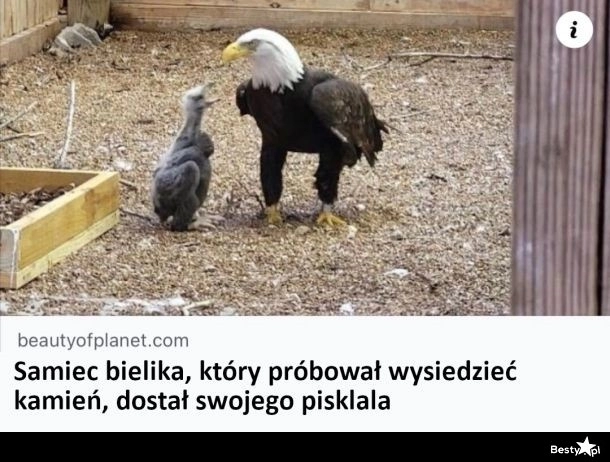 
    No i wysiedział 