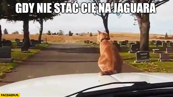 
    Gdy nie stać Cię na Jaguara kot na masce samochodu auta