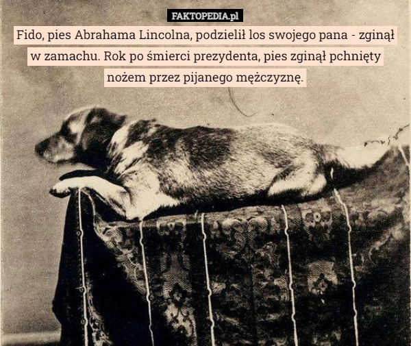 
    Fido, pies Abrahama Lincolna, podzielił los swojego pana - zginął w zamachu.