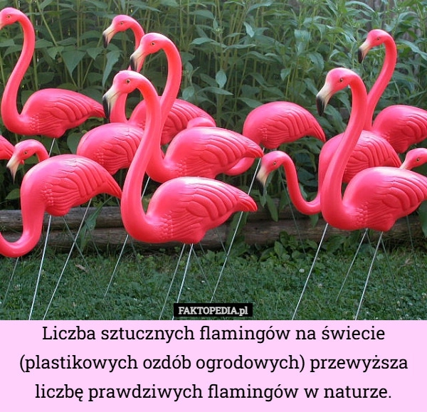 
    Liczba sztucznych flamingów na świecie (plastikowych ozdób ogrodowych) przewyższa