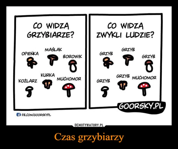 
    Czas grzybiarzy