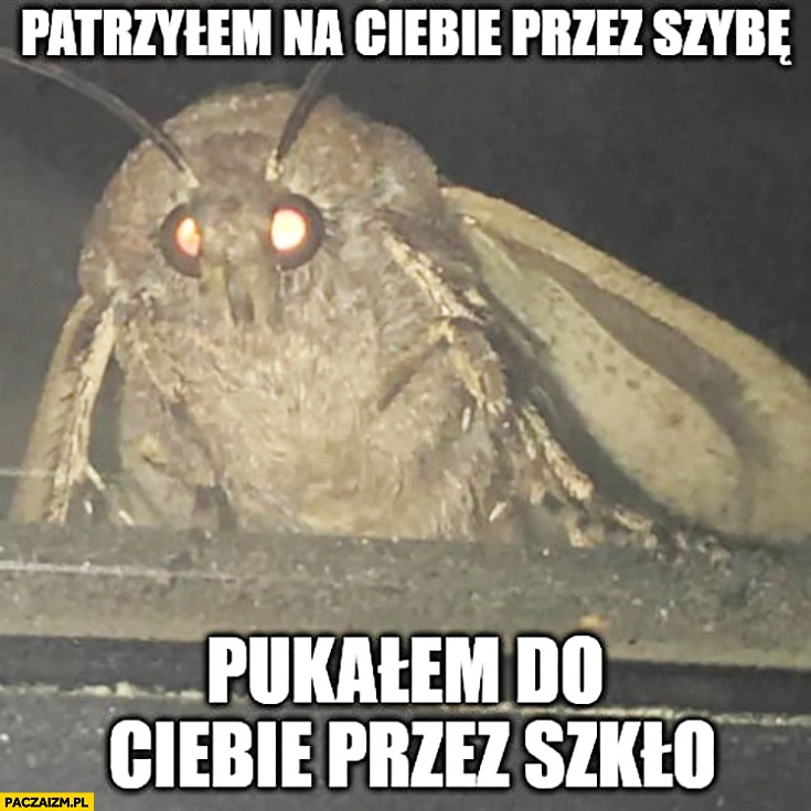 
    Ćma patrzyłem na Ciebie przez szybę, pukałem do Ciebie przez szkło