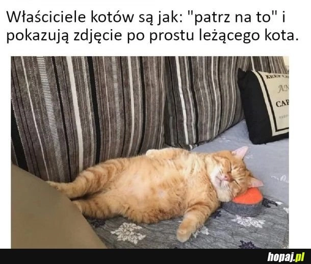 
    Koty