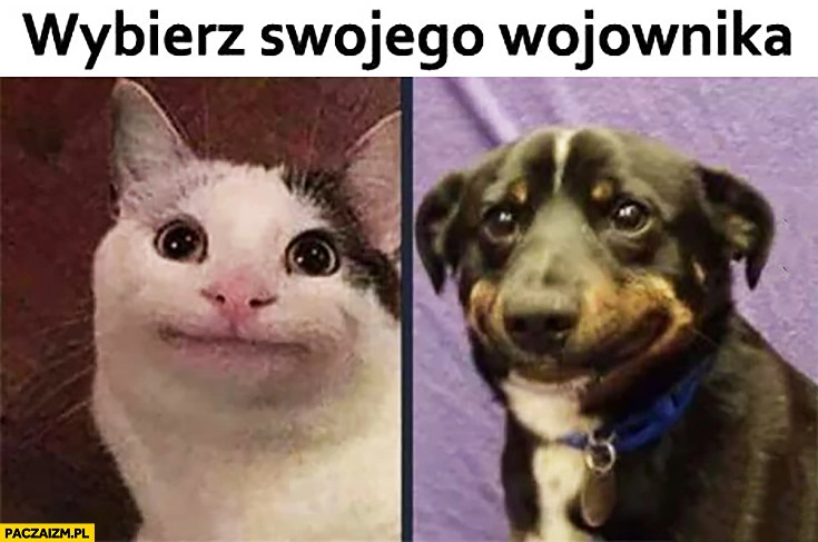 
    Wybierz swojego wojownika kot pies z dziwna mina