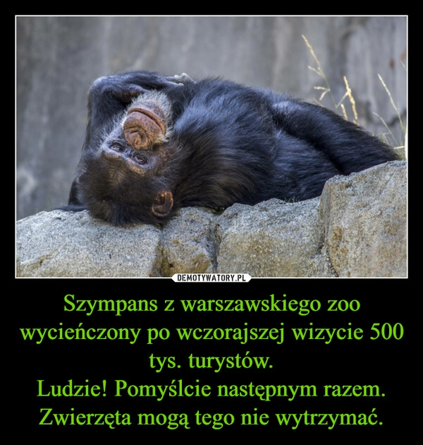 
    Szympans z warszawskiego zoo wycieńczony po wczorajszej wizycie 500 tys. turystów.
Ludzie! Pomyślcie następnym razem. Zwierzęta mogą tego nie wytrzymać.