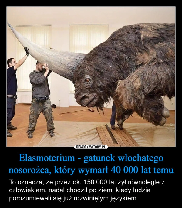 
    Elasmoterium - gatunek włochatego nosorożca, który wymarł 40 000 lat temu