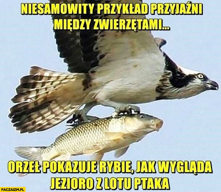 
    Niesamowity przykład przyjaźni między zwierzętami orzeł pokazuje rybie jak wygląda jezioro z lotu ptaka