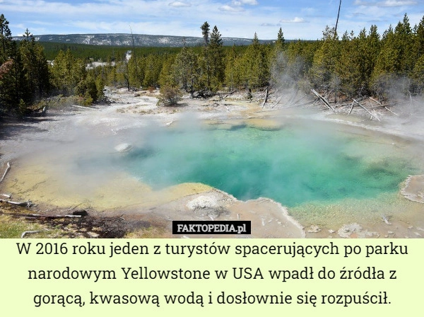 
    W 2016 roku jeden z turystów spacerujących po parku narodowym Yellowstone