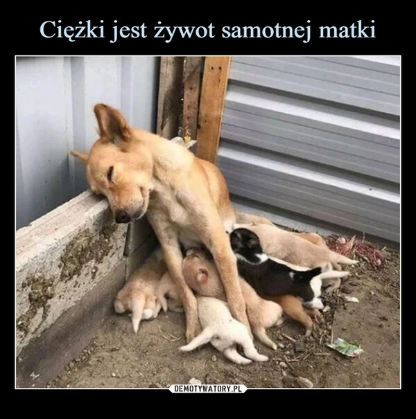 
    Ciężki jest żywot samotnej matki