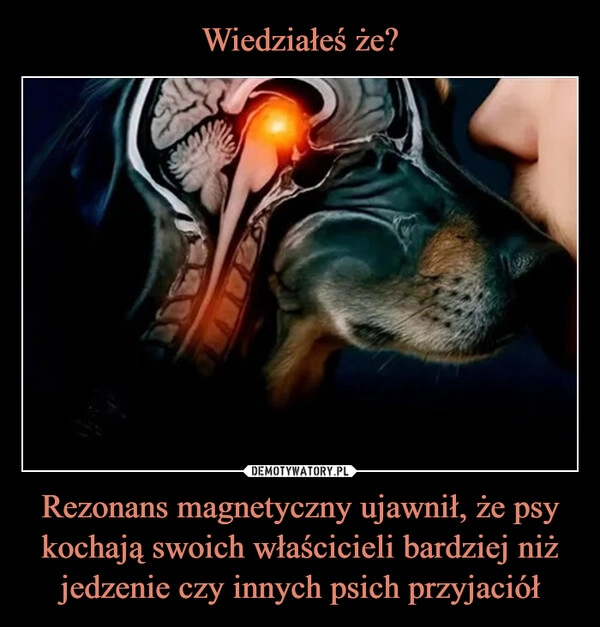 
    Wiedziałeś że? Rezonans magnetyczny ujawnił, że psy kochają swoich właścicieli bardziej niż jedzenie czy innych psich przyjaciół