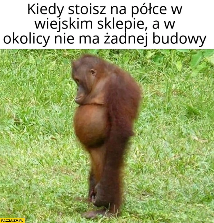 Małpa małpka kiedy stoisz na półce w wiejskim sklepie a w okolicy nie ma żadnej budowy