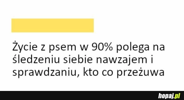 
    Życie z psem