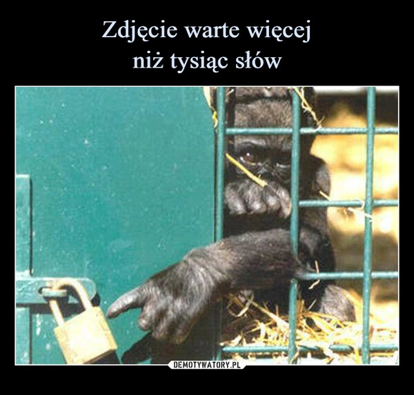 
    Zdjęcie warte więcej
niż tysiąc słów